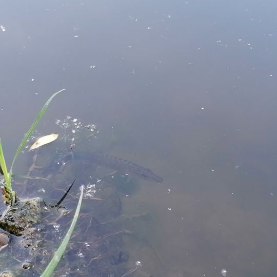 Torfstich Oberdorla 1-3-2