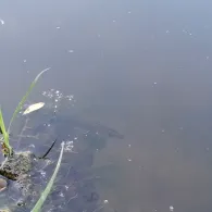 Torfstich Oberdorla 1-3-2