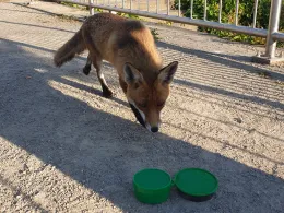 Teltowkanal (Berlin-Adlershof)-1