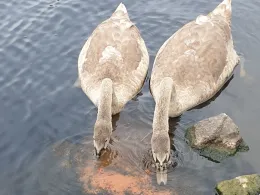 Teltowkanal (Berlin-Adlershof)-2