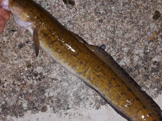 Stör (Breitenberg / Westermoor)-3