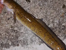 Stör (Breitenberg / Westermoor)-3