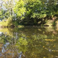 Alter Neckar (Freiberg am Neckar)-2