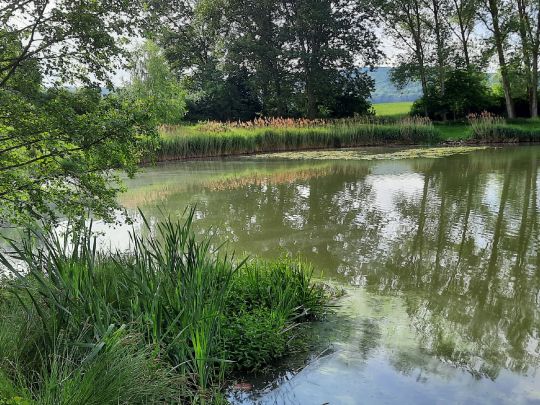 Seebaer See-3