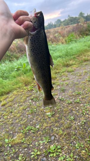 Eder (Felsberg-Gensungen)-2