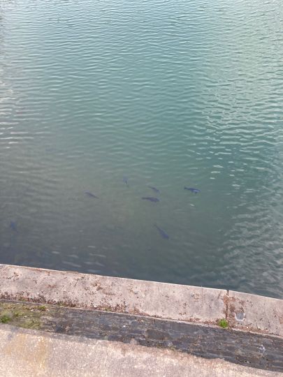 Ronsdorfer Talsperre-3