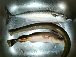 Kieler Förde (Mönkeberg)-3