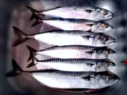 Kieler Förde (Mönkeberg)-2