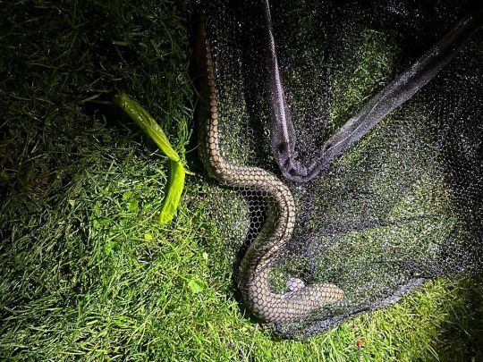 Tauber (Gamburg-Niklashausen)-2