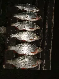 Mosel (Neumagen-Dhron)