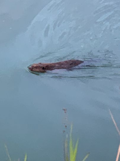 Mittellandkanal (Haldensleben)-4