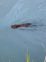 Mittellandkanal (Haldensleben)-4