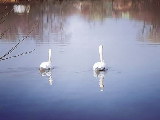 Alfred-Dietz-See 1-2-2