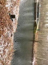 Zwickauer Mulde (Remse)-2