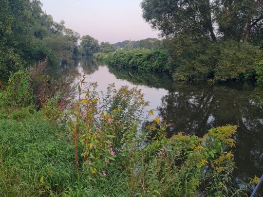 Zwickauer Mulde (Remse)-1