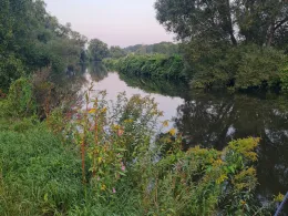 Zwickauer Mulde (Remse)-1