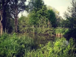 Elz (Kappel-Grafenhausen)-3