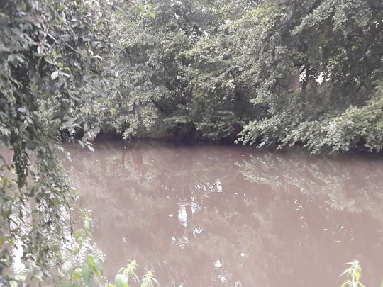 Fränkische Saale (Hammelburg) angeln