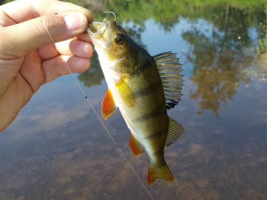 Alster (Hamburg-Alsterdorf)-3