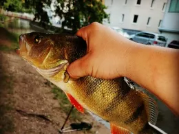 Stadtkanäle Esslingen-2