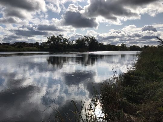 Biederitzer See (Umflutehle)-1