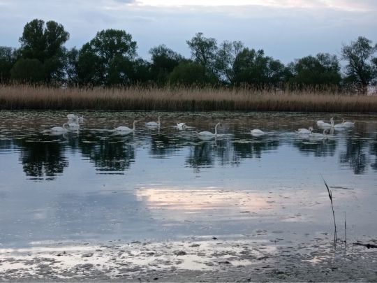 Biederitzer See (Umflutehle)-4