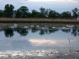 Biederitzer See (Umflutehle)-4