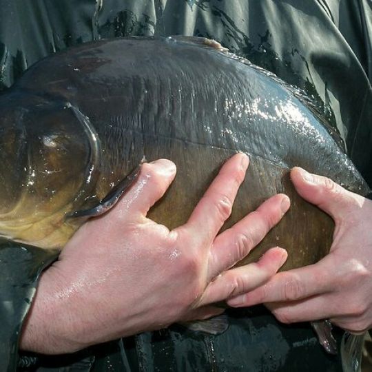 Forellenteich Tergast-1