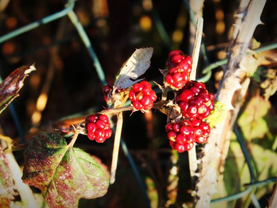 Forellenteich Tergast-4