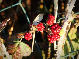 Forellenteich Tergast-4