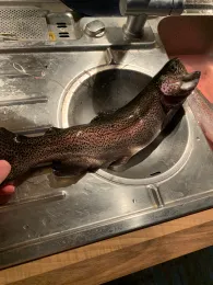 Forellenteich Tergast-2