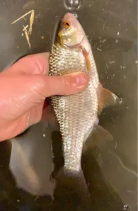 Floß (Neustadt/Waldnaab)-1