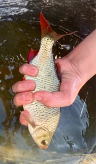 Floß (Neustadt/Waldnaab)-3