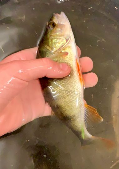 Floß (Neustadt/Waldnaab)