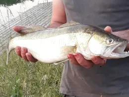 Mittellandkanal (Rusbend)