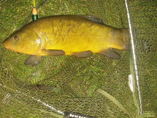 Frankenheimer Teiche-2