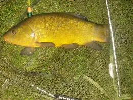 Frankenheimer Teiche-2