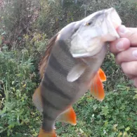 Mosel (Zeltingen-Rachtig)-1