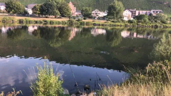 Mosel (Zeltingen-Rachtig)-2