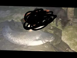 Neckar (Neckargerach)-3