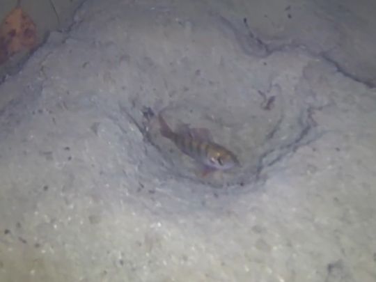 Haugsee (Burlafingen)-2