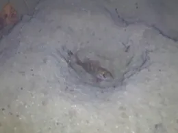 Haugsee (Burlafingen)-2