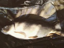 Großer Ringsee (Alperstedt)