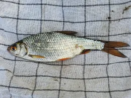 Baggerloch Meseberg-2