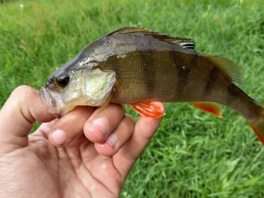 Pulsnitz (Ortrand)-4