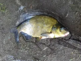 Weisser See (Potsdam)