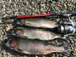 Angelteich Vierbuchermühle-1