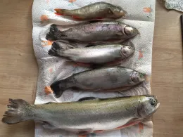 Angelteich Vierbuchermühle