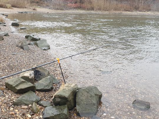 Rhein (Leverkusen)-1