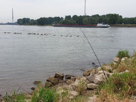 Rhein (Leverkusen)-3